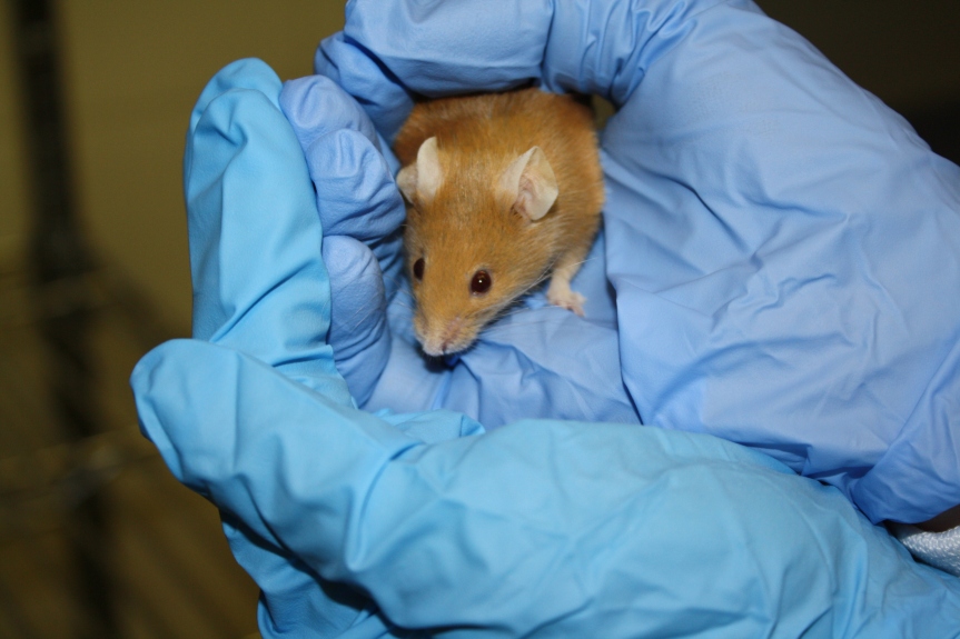animal testing, animal research, vivisection, animal experiment