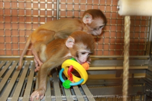 Infant rhesus monkeys playing in nursery. Wisconsin National Primate Research Center. @2014 University of Wisconsin Board of Regents 