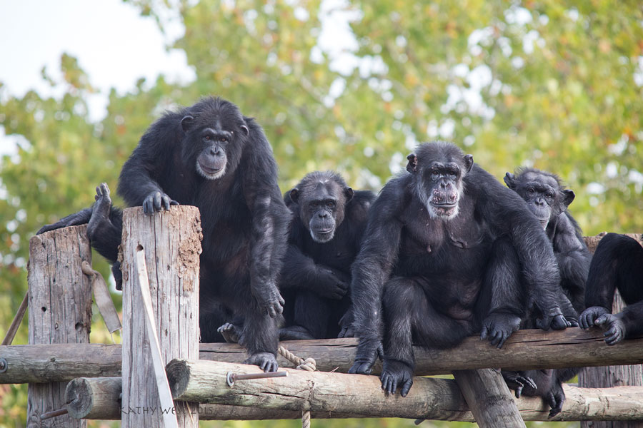 chimpanzee-in-research-2-kathywest2015.jpg