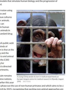 Chimpanzee in IB article
