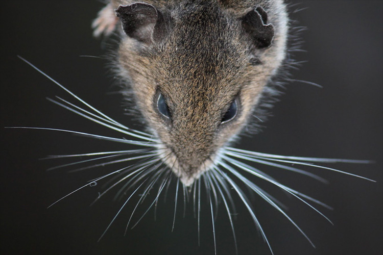 Why study whiskers in mice? Humans don’t have whiskers